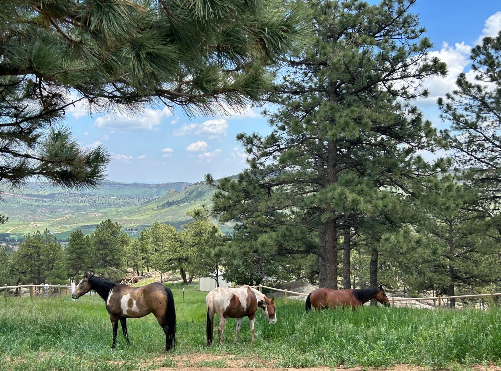 Spring Gulch Horse Property Near Lyons: 7.5 Acres with Views and Guest Studio